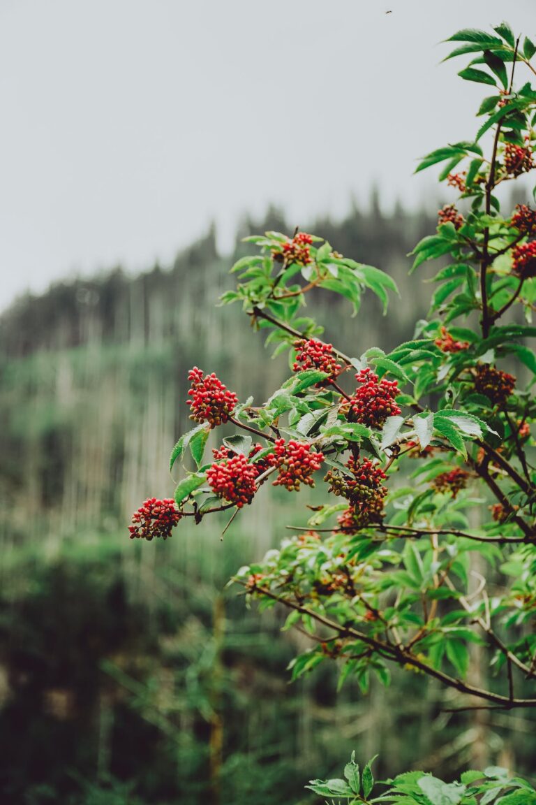 A Fruit Bearing Life