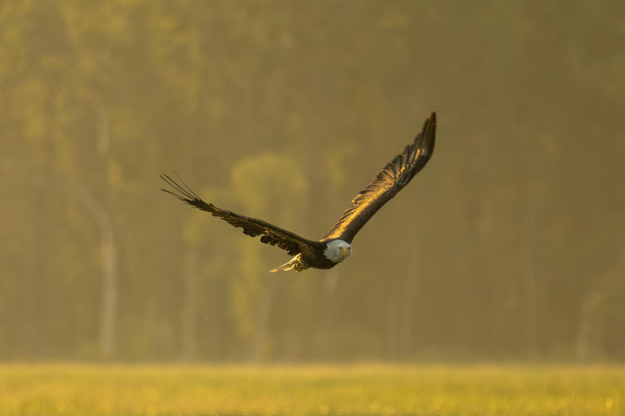 Eagle Flying Low on Grass Field